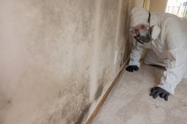 Best Water Damage & Mold Remediation  in Hays, KS